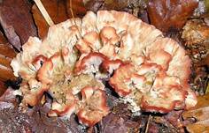 Kreiselpilz