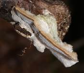 StrigeligeTram