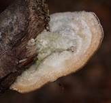 StrigeligeTram2