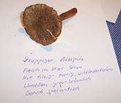 StruppigerRisspilz