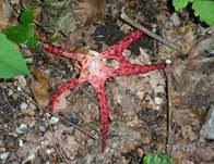 Tintenfischpilz2004