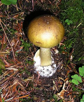GruenerKnolli09042