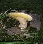 Ungewoehnlich07