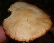 GelbfaeSchneck2