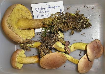 SchwefelritterlingErgaenzung