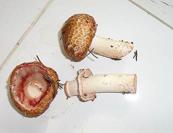 Waldchampignon1204a
