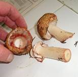 Waldchampignon1204aa