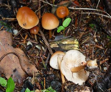 wald-freundler2