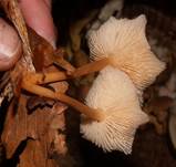 Waldfreun4