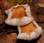 Waldfreun3
