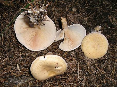 WasserfleckigerTrichte