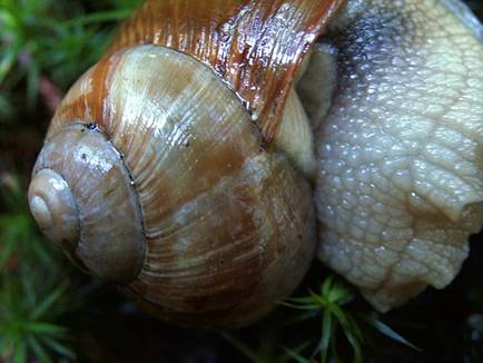 Weinbergschnecke