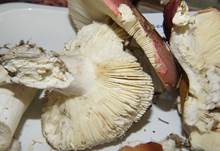 WeinroterGraustieltaeb
