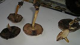 WeinroetlicherZwerg-