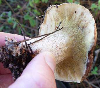 KleinsporigerKiefernroehrling4