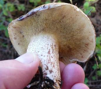 KleinsporigerKiefernroehrling5