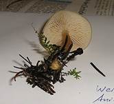WeisserAnistrichterling-