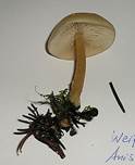 WeisserAnistrichterling