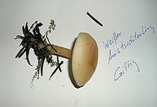 WeisserAnistrichterling--