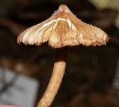 WeissgescheitRiss3