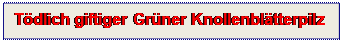 Textfeld: Tdlich giftiger Grner Knollenbltterpilz
 

