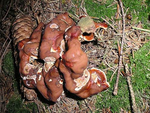 WelligeWurzellorchelHund1