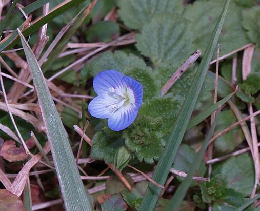 Wetterblume