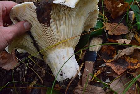 wollig3