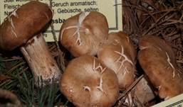 WuerzTeller