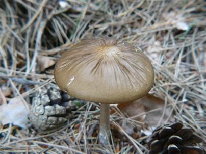 WurzelschleimRU