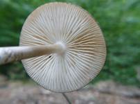 WurzelschleimRU6