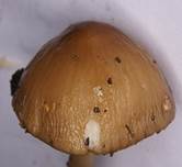 WurzelnderSchle2