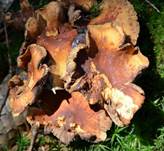 zieger-roter-sw