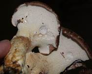 Ziegenfuss9a