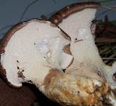 Ziegenfuss9