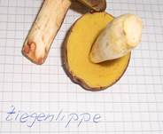 Zieggenlippe102003