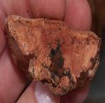 ZimtfarbigerWeichpor2