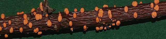 BlutroterPustel