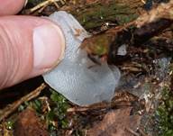 Eis-Pilze