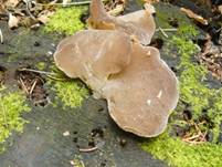 Eispp