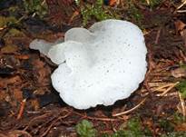 Eis-Pilze2