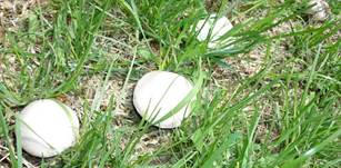 Zuchtchampignon