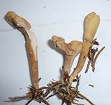 Zungenkeule2