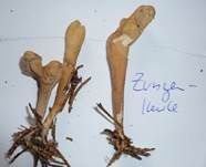 Zungenkeule