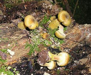 HoniggelberHallimaschE7