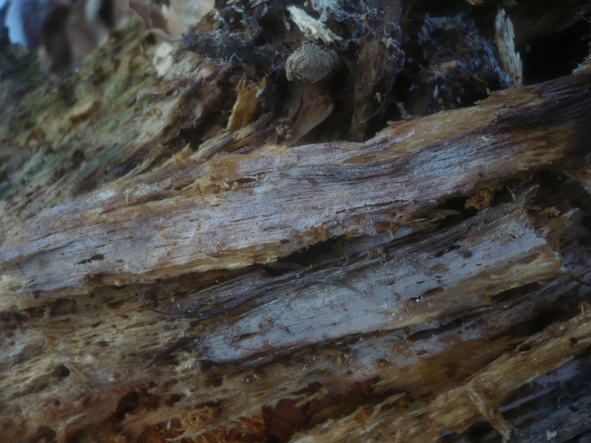 birch frunze de la varicoza)