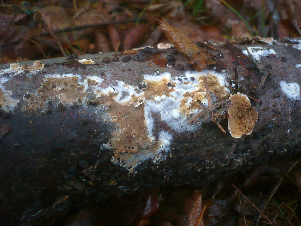 Brauner Kellerschwamm Dickh utiger Braunsporrindenpilz Warzenschwamm 
