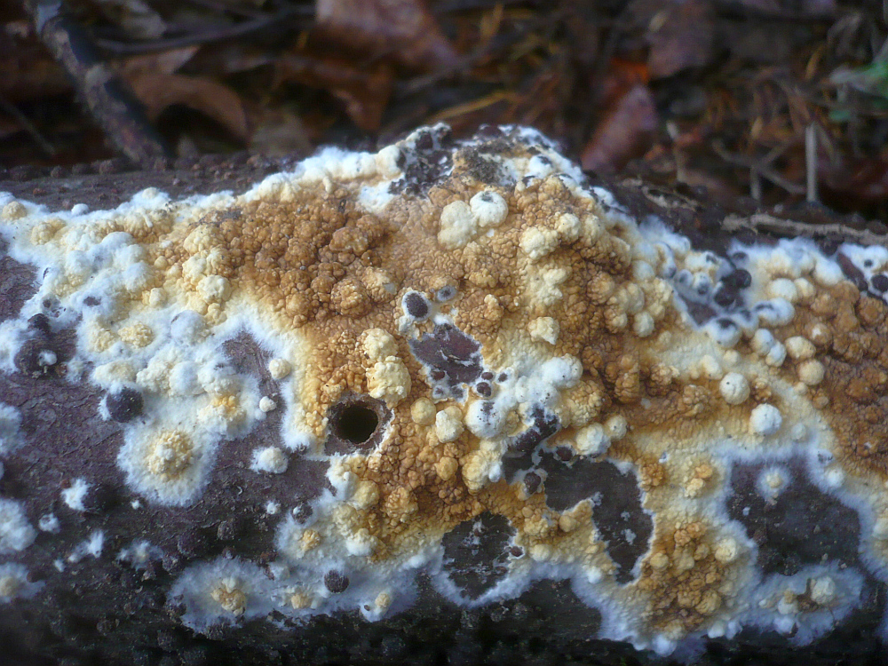 Brauner Kellerschwamm Dickh utiger Braunsporrindenpilz Warzenschwamm 