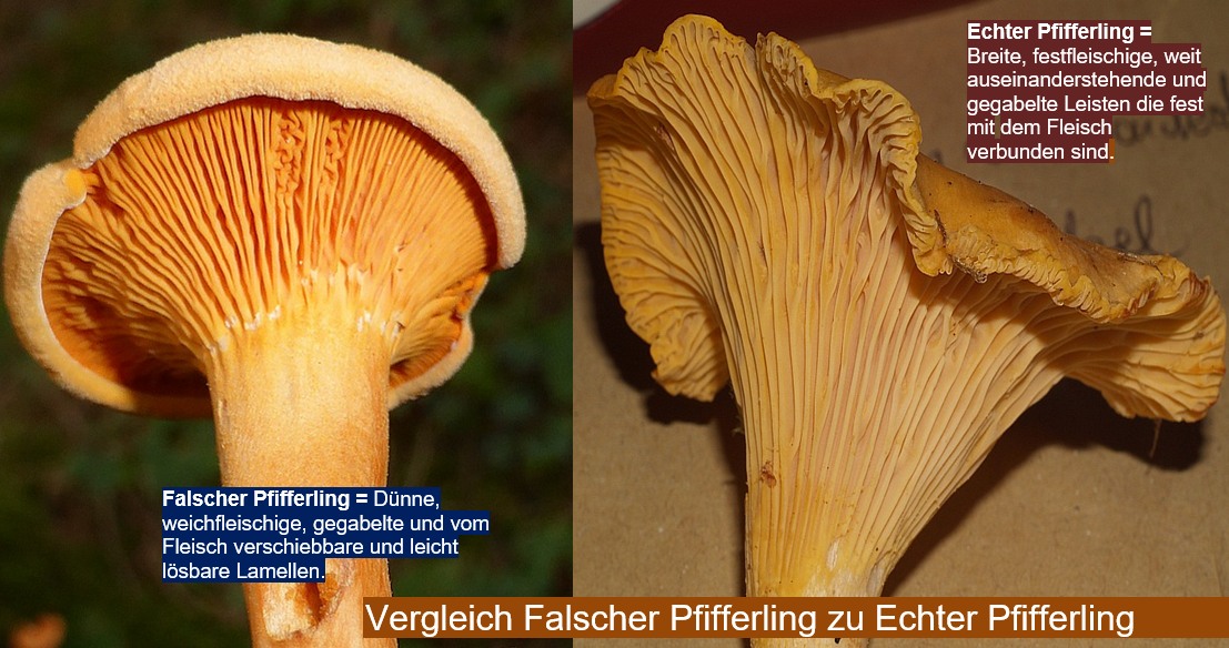 Falscher Pfifferling Orangegelber Gabelbl ttling Falscher Eierschwamm Falscher Pfifferling Orangegelber Gabelbl ttling Falscher Eierschwamm