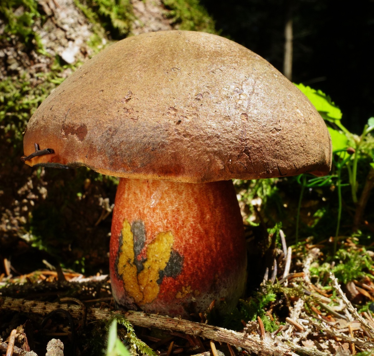 Flockenstieliger Hexenr hrling Flocki Zigeuner Hexenpilz NEOBOLETUS 
